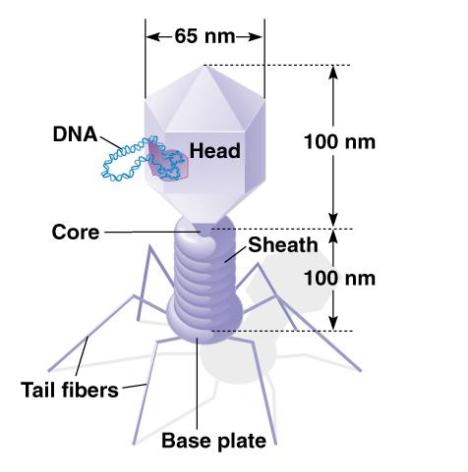 phage 1